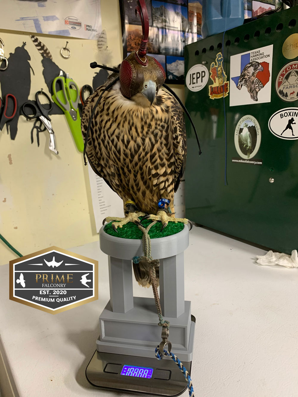 Falconry Scale with Perch